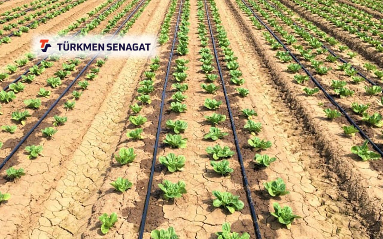 Система капельного орошение